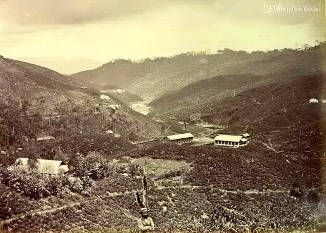 Фото чайной плантации на Цейлоне, 1880-е