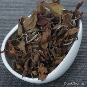 Цзинь Сюань Бай Ча, 2025-